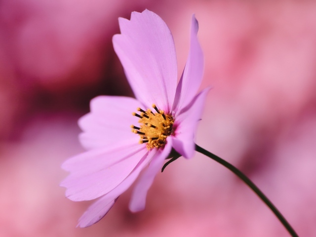 Розовый цветок космея крупным планом на розовом фоне