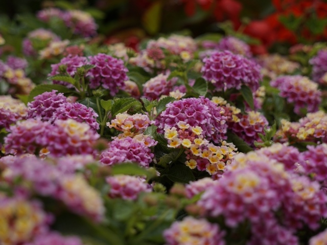 Розовый цветы Лантана на клумбе 