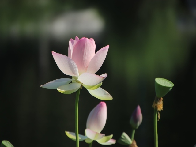 Розовый цветок лотоса с бутонами в лучах солнца 