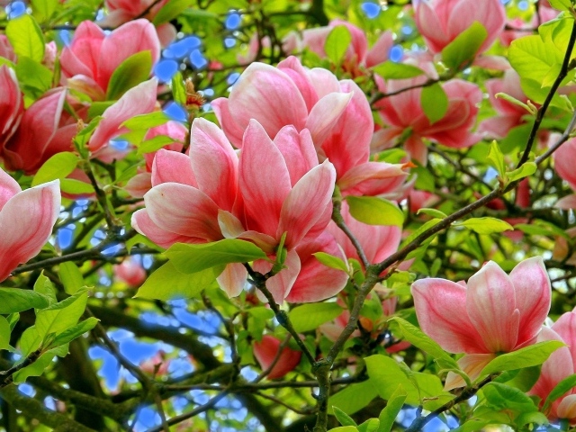 Розовые цветки магнолии в зеленых листьях на дереве 