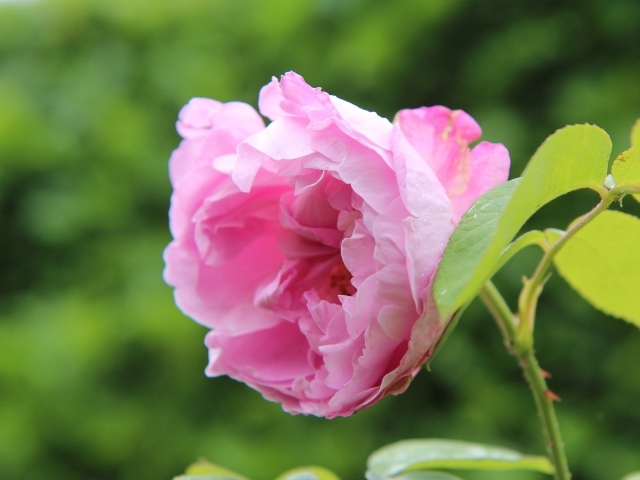 Розовая роза на колючей ветке в саду 