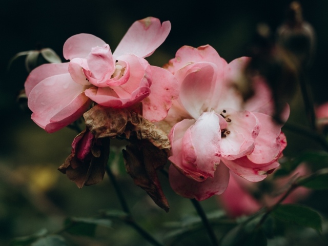 Лепестки розовой розы опадают на землю 