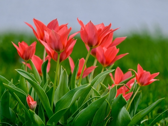 Розовые цветы тюльпана на поле в зеленой траве