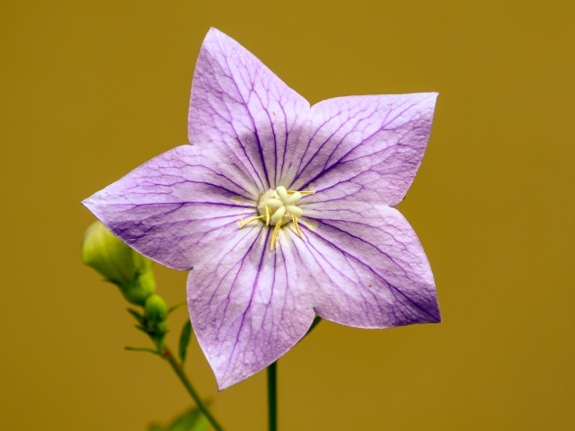 Фиолетовый цветок колокольчика на желтом фоне 