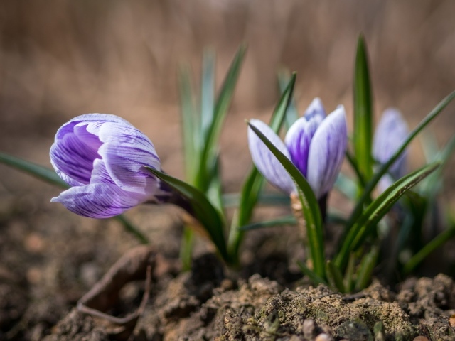 Фиолетовые цветы крокуса на земле 