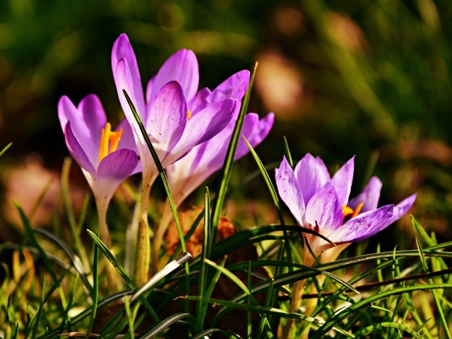 Фиолетовые крокусы в высокой зеленой траве