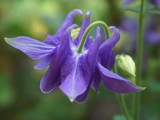 Фиолетовый цветок водосбор с бутоном крупным планом