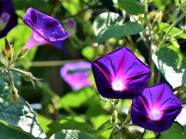 Фиолетовые цветы ипомеи в лучах солнца крупным планом