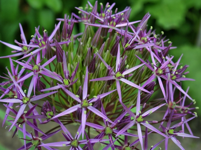 Фиолетовые цветы персидского лука