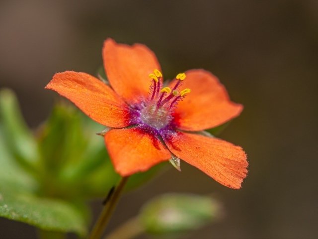 Красный цветок Анагаллис крупным планом 