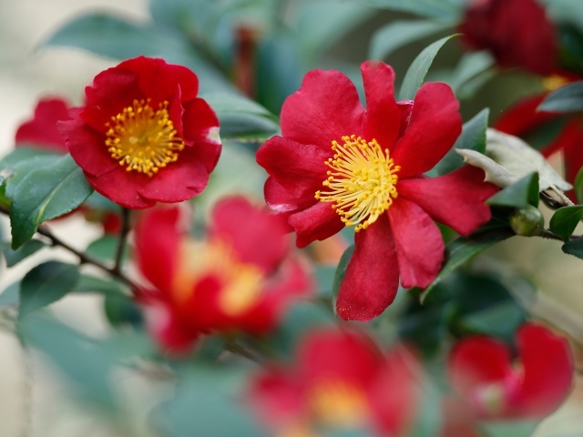 Красные цветы камелия с зелеными листьями 