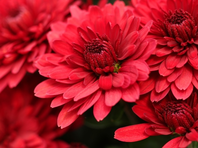 Красные цветы хризантемы крупным планом