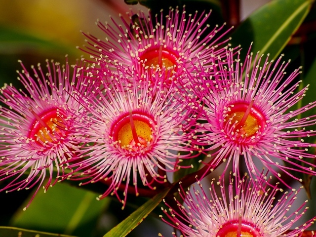 Красные цветы эвкалипта крупным планом