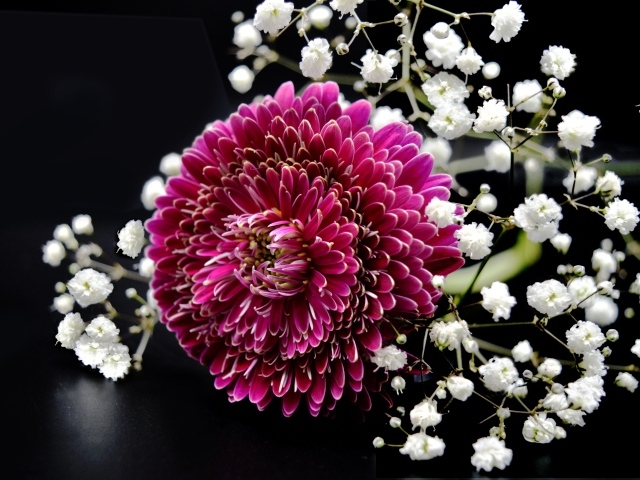 Красный цветок герберы с гипсофилой на черном фоне