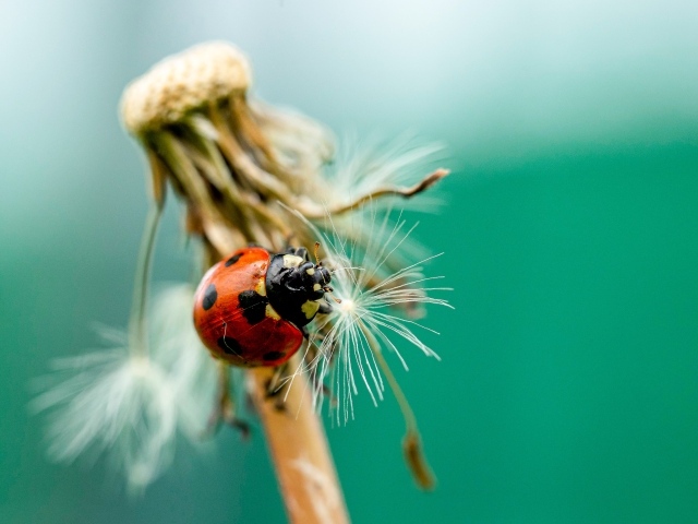 Красная божья коровка на одуванчике