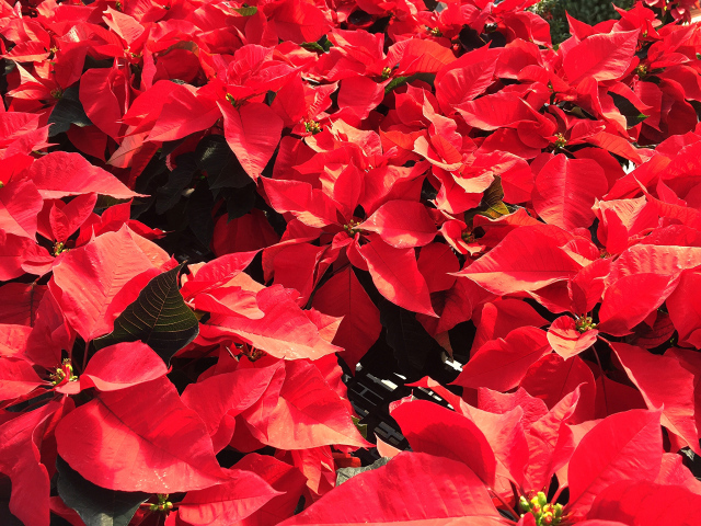 Красные листья цветов молочая в лучах солнца