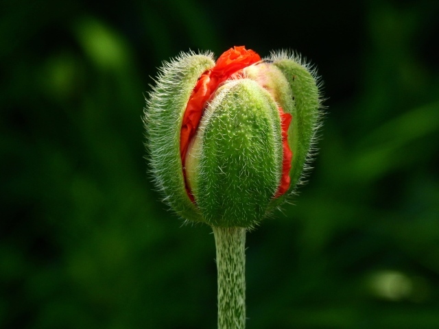 Цветок красного мака распускается на клумбе