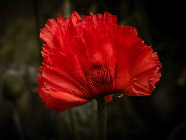 Красный цветок мака крупным планом 