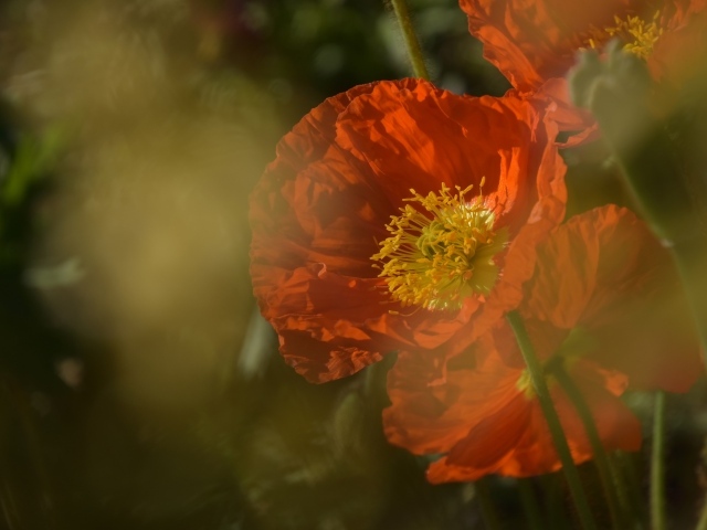 Красный мак в тумане на клумбе 