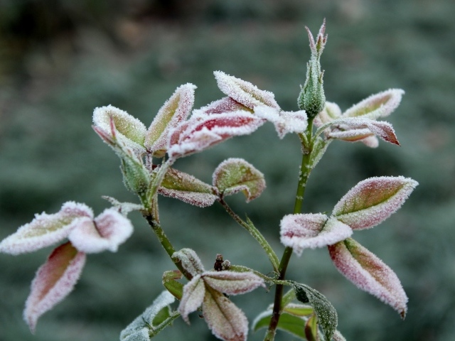 Бутоны роз в холодном инее на клумбе