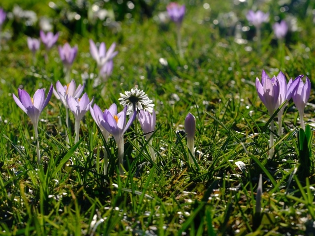 Маленькие сиреневые цветы крокуса на зеленой траве