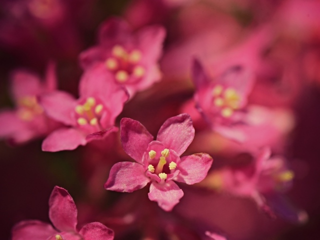 Мелкие розовые цветы эмбелия