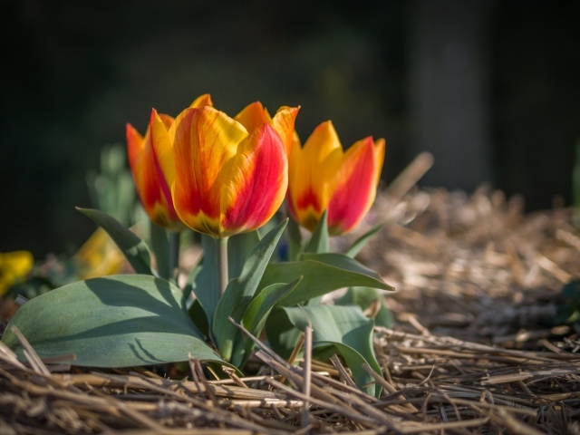 Маленькие тюльпаны цветут в саду весной