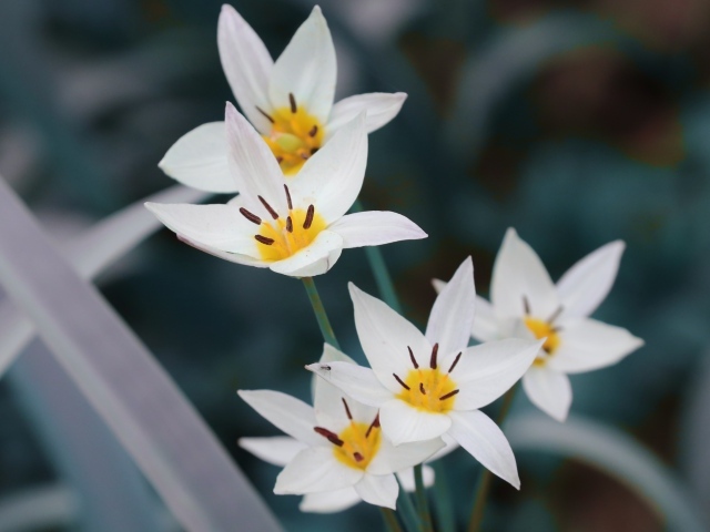 Мелкие белые цветы дикого тюльпана 