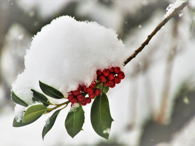 Снег лежит на ветке с красными ягодами