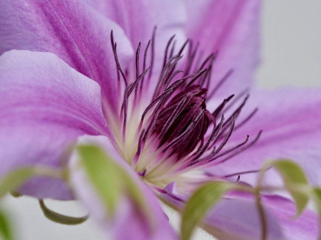 Серединка розового цветка клематиса 