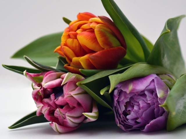 Три разноцветных тюльпана на сером фоне