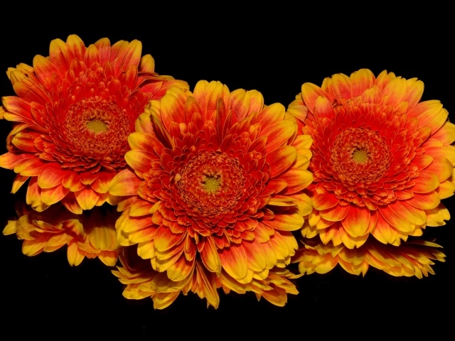 Три оранжевых цветка хризантемы на черном фоне