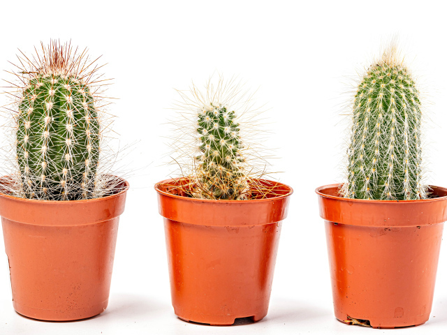 Три колючих кактуса на белом фоне 