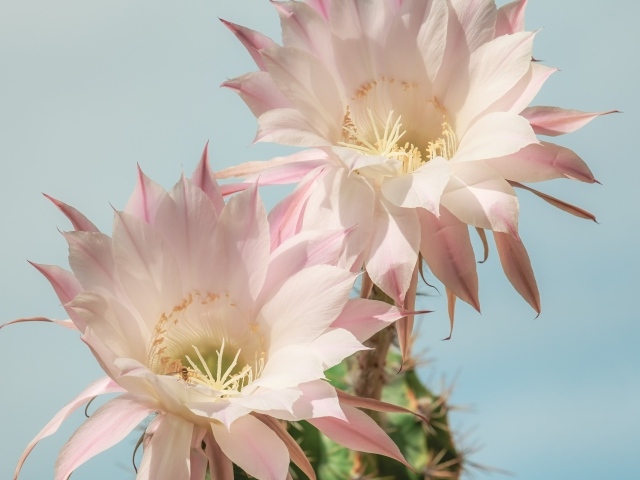 Два нежных розовых цветка кактуса на голубом фоне