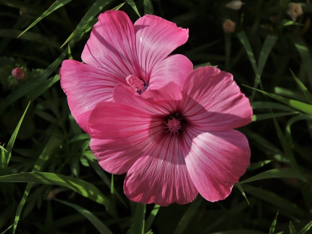 Два розовых цветка лавантеры в траве