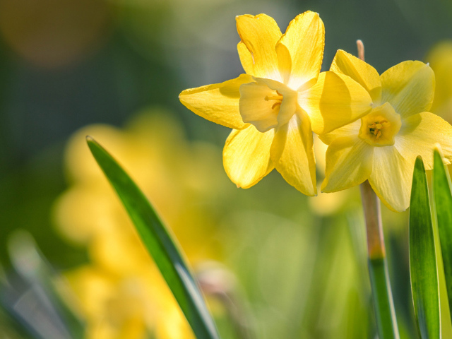 Два нежных весенних нарцисса на клумбе