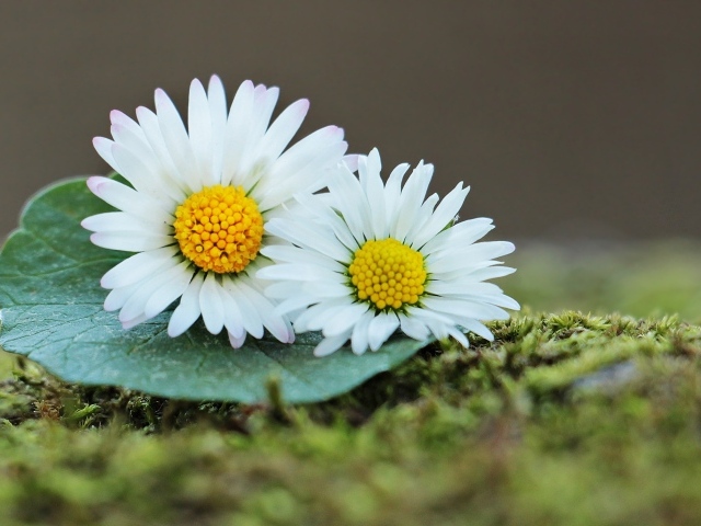 Две белые ромашки с зеленым листом 