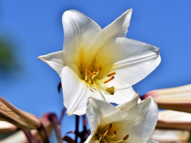 Белый красивый цветок лилии на фоне голубого неба