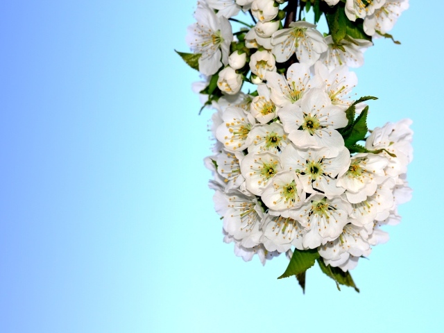 Белые цветы черешни с зелеными листьями на голубом фоне