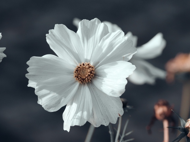 Белый цветок космеи с бутонами крупным планом 