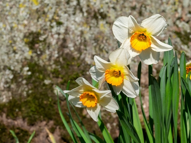 Белые нарциссы с зелеными листьями на клумбе весной