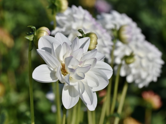 Белые георгины с бутонами в лучах солнца на клумбе