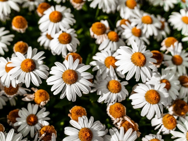 Белые ромашки с желтой серединкой крупным планом 