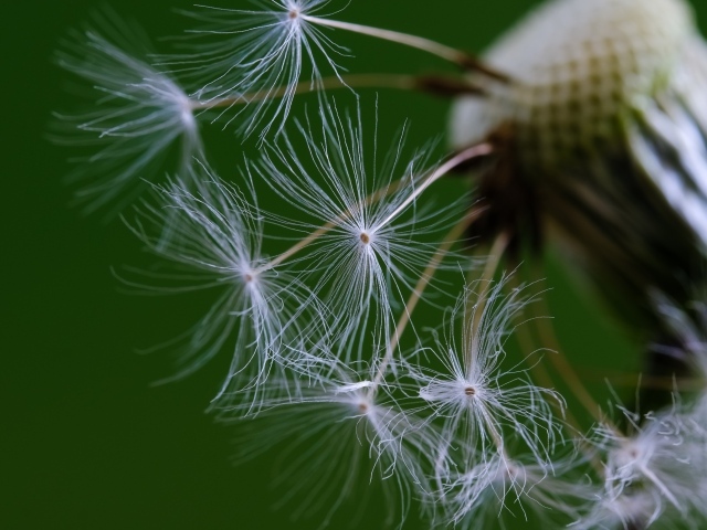 Белые семена одуванчика на зеленом фоне 