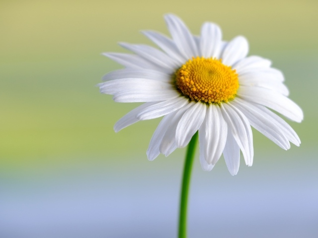 Белые нежные лепестки с желтой серединкой у цветка ромашки