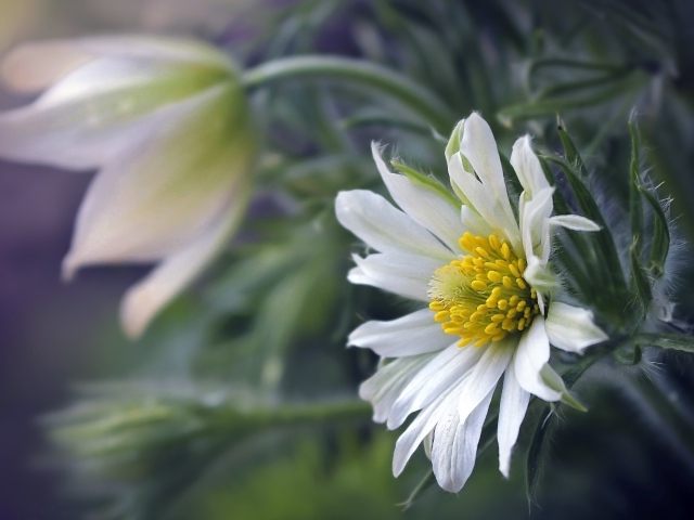 Белые цветы прострела с зелеными листьями