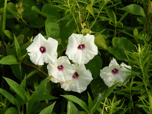 Белые цветы ипомеи в зеленых листьях 