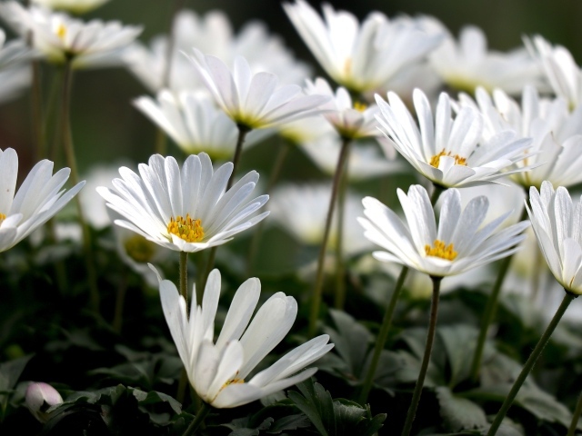 Белые цветы остеоспермум на клумбе 