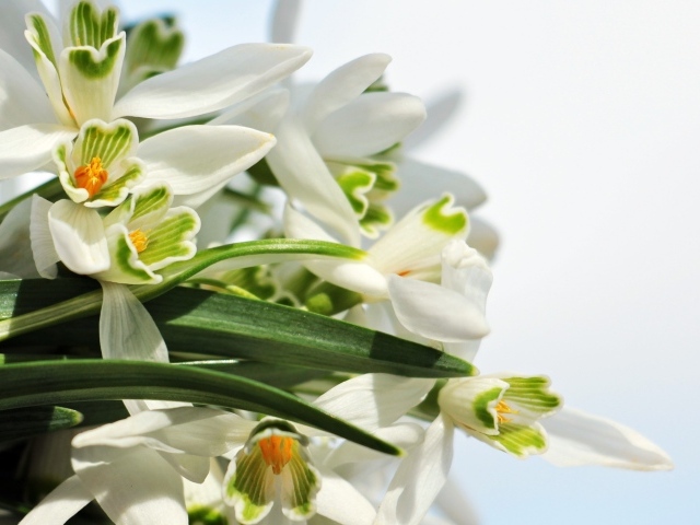 Белые цветы подснежники с зелеными листьями на белом фоне