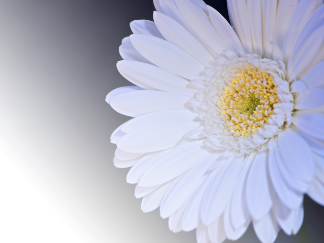 Белый цветок гербера на сером фоне крупным планом